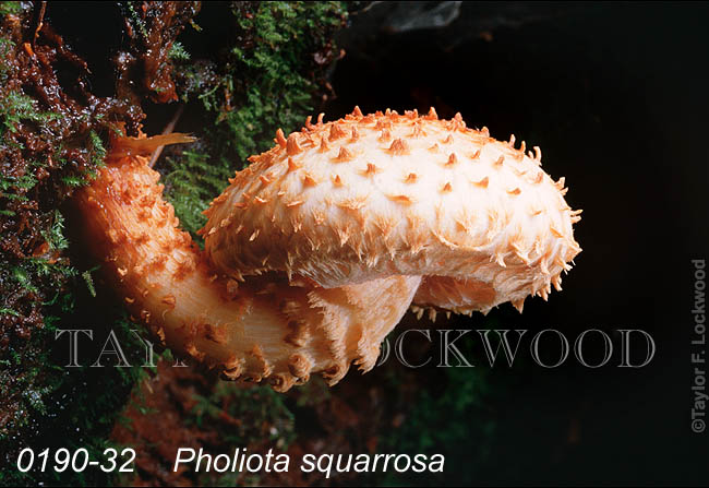 Pholiota squarrosa