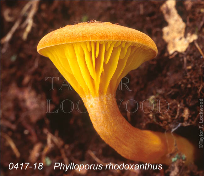 Phylloporus rhodoxanthus