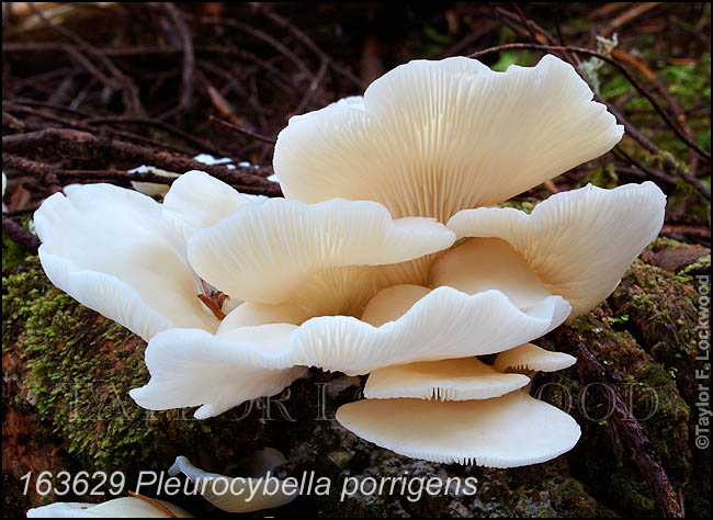 Pleurocybella porrigens