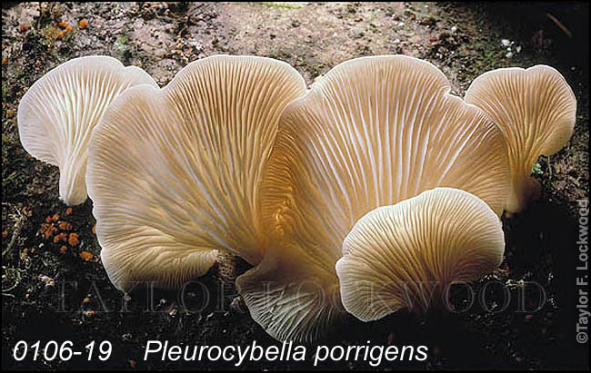 Pleurocybella porrigens