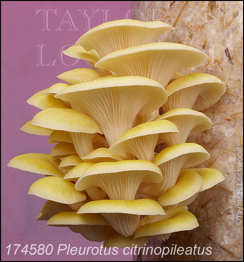 Pleurotus citrinopileatus