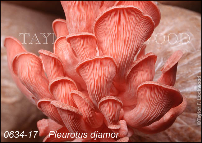 Pleurotus djamor