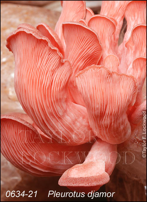 Pleurotus djamor