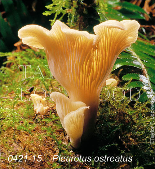 Pleurotus ostreatus