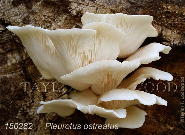 Pleurotus ostreatus