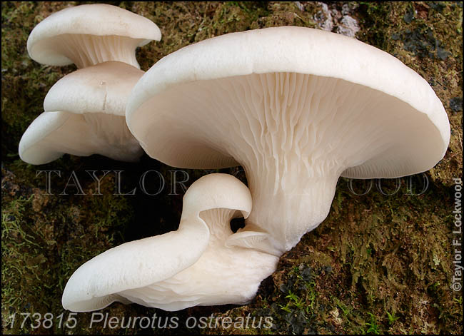 Pleurotus ostreatus