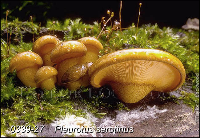 Pleurotus serotinus