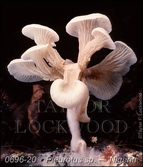 Pleurotus sp.