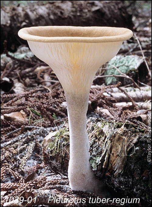 Pleurotus tuber-regium