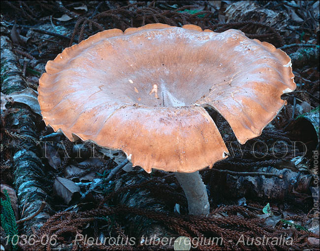 Pleurotus tuber-regium - Australia