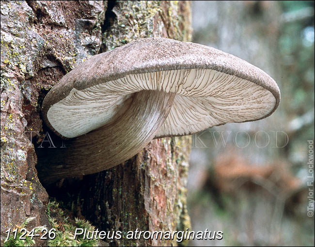 Pluteus atromarginatus