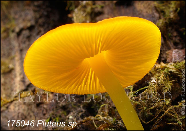 Pluteus sp.