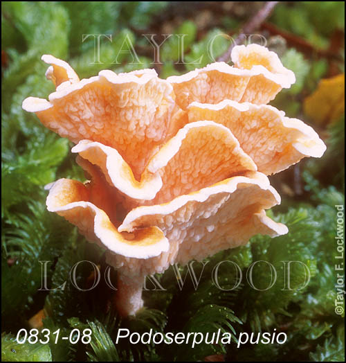 Podoserpula pusio