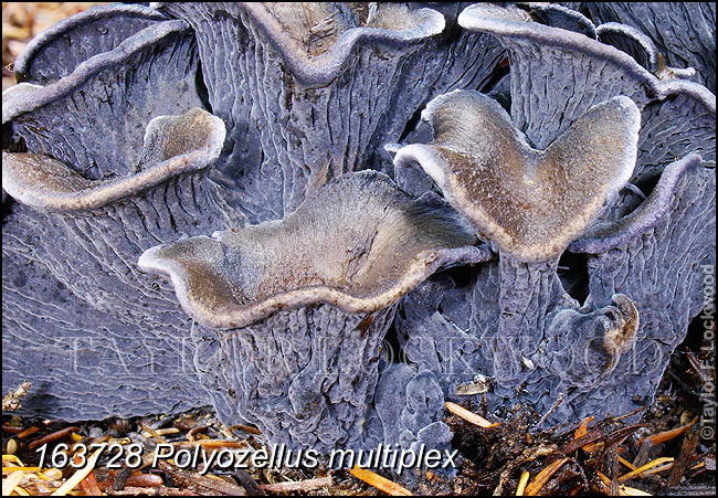 Polyozellus multiplex