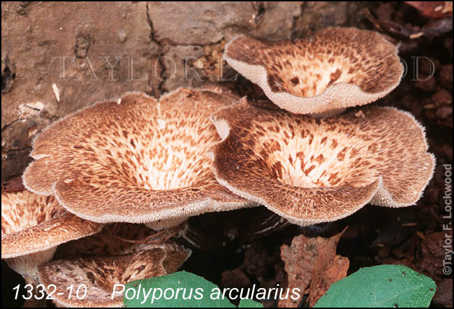 Polyporus arcularius