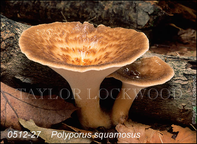 Polyporus squamosus