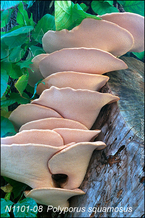 Polyporus squamosus