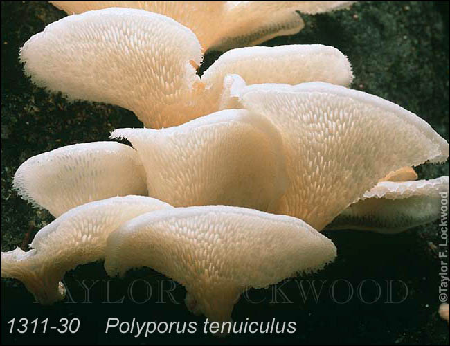 Polyporus tenuiculus