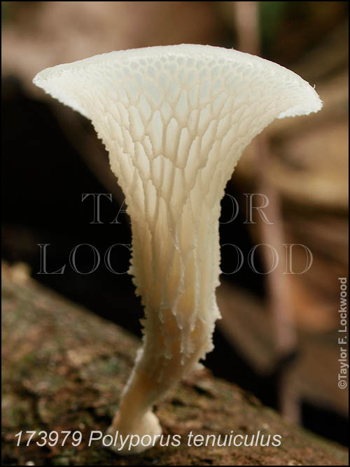 Polyporus tenuiculus