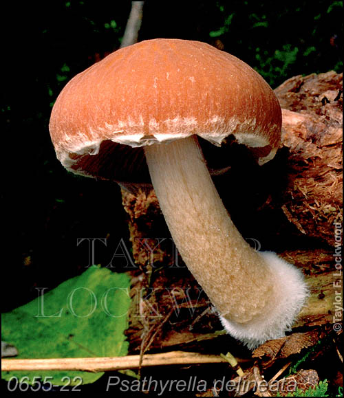 Psathyrella delineata