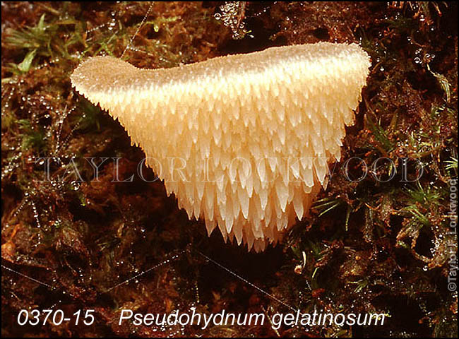 Pseudohydnum gelatinosum