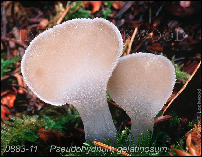 Pseudohydnum gelatinosum