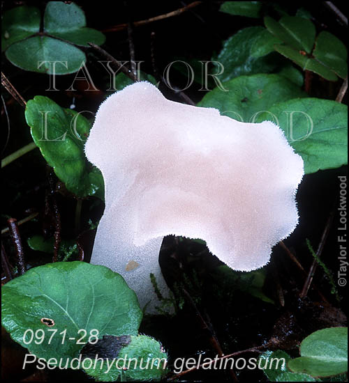 Pseudohydnum gelatinosum