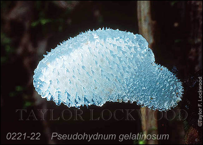 Pseudohydnum gelatinosum