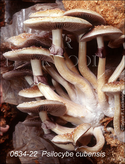 Psilocybe cubensis