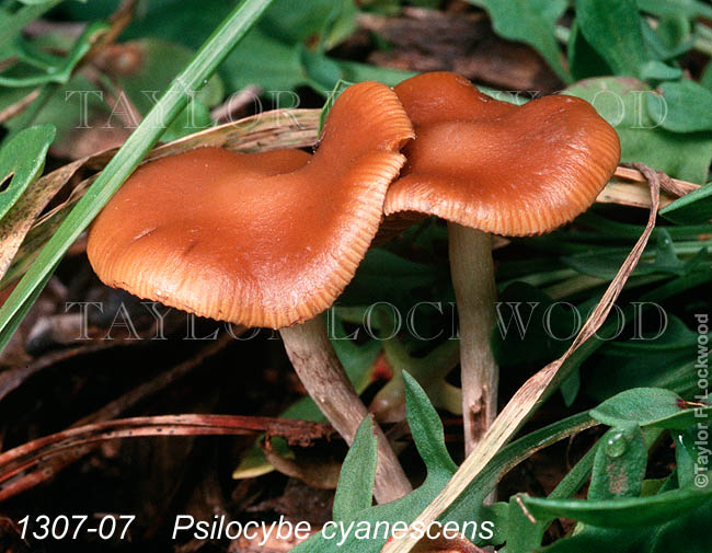 Psilocybe cyanescens