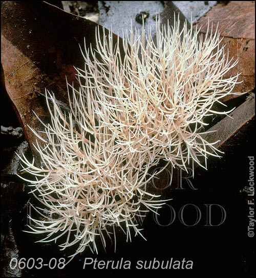 Pterula subulata