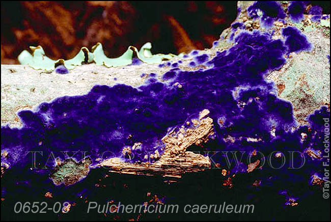 Pulcherricium caeruleum