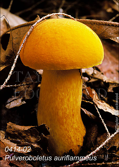 Pulveroboletus auriflammeus