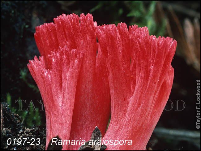 Ramaria araiospora