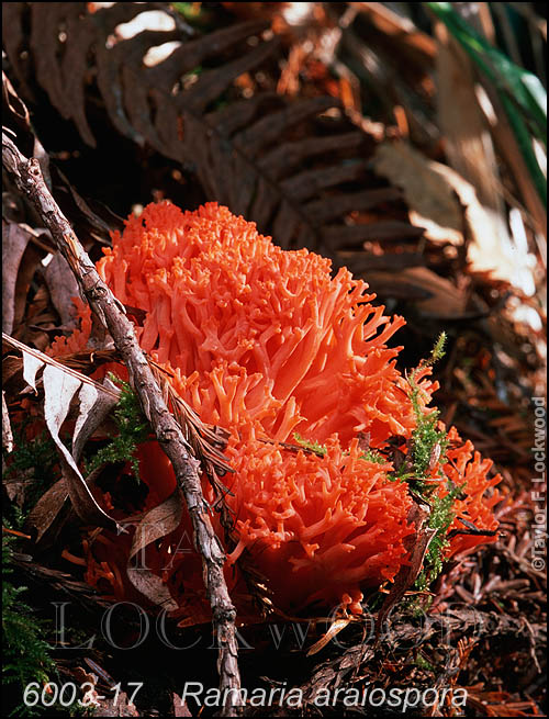 Ramaria araiospora