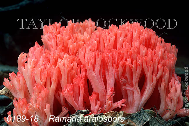 Ramaria araiospora