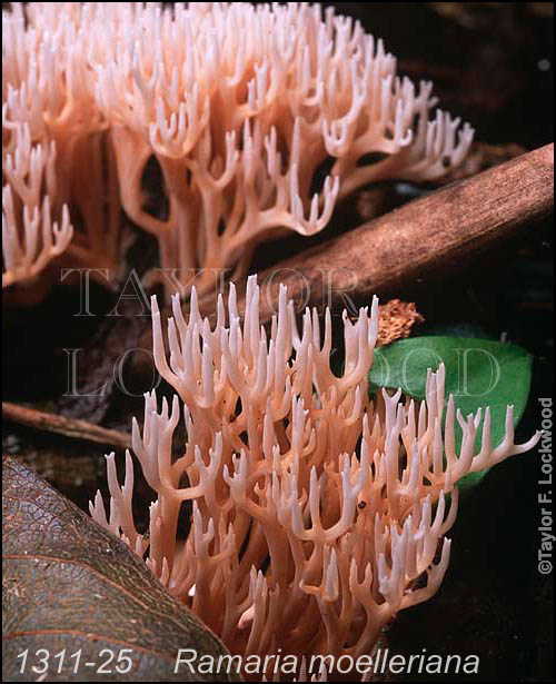 Ramaria moelleriana