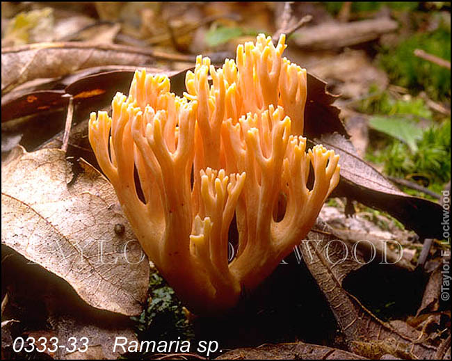 Ramaria sp.