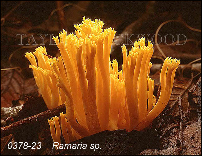 Ramaria sp.