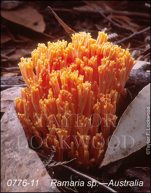 Ramaria sp. - Australia