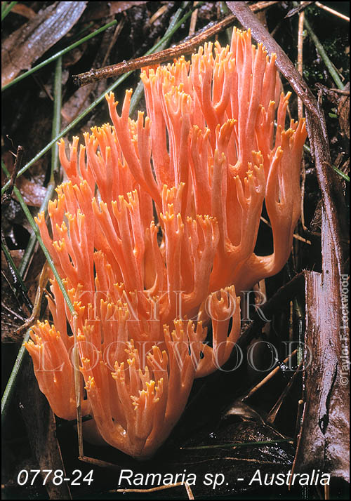 Ramaria sp. - Australia