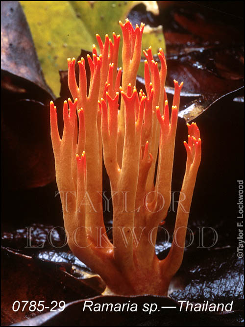 Ramaria sp. - Thailand