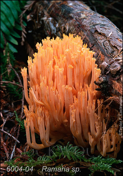 Ramaria sp.