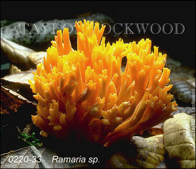 Ramaria sp.