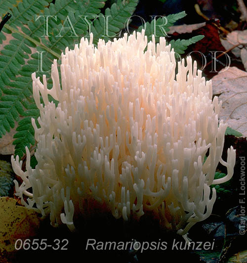 Ramariopsis kunzei