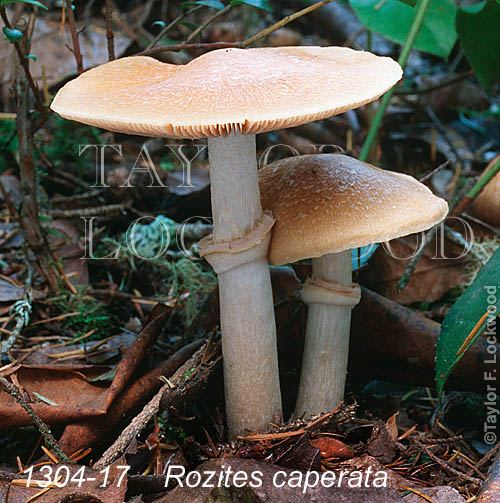 Rozites caperata