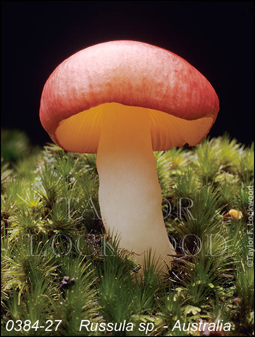 Russula sp. - Australia