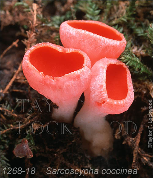 Sarcoscypha coccinea