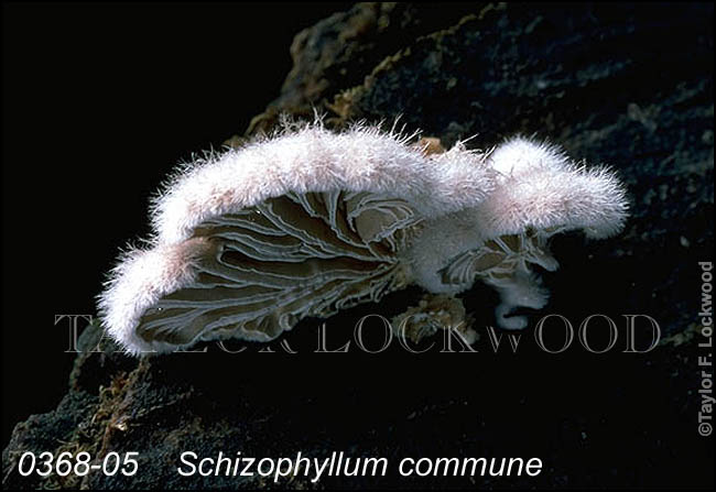 Schizophyllum commune