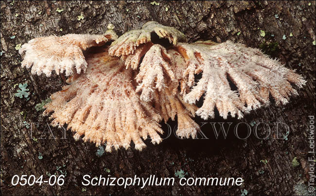 Schizophyllum commune